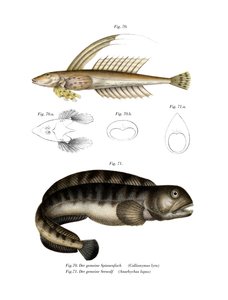 Common Dragonet (farge litho) av German School