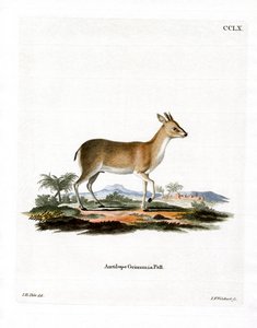 Common Duiker (farget gravering) av German School