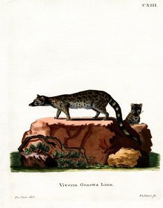 Common Genet (farget gravering) av German School