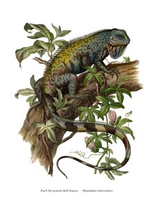 Vanlig leguan (farge litho) av German School