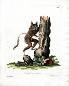 Common Mouse Opossum (farget gravering) av German School