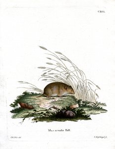 Common Vole (farget gravering) av German School