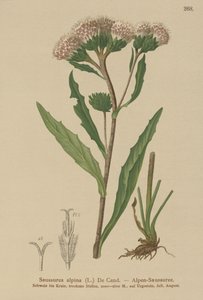 Vanlig sagurt (Saussurea alpina) av German School