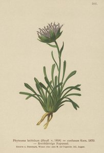 Forvirret rampion (Phyteuma confusum, Phyteuma latifolium, Phyteuma hemisphaericum av German School