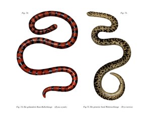 Coral Cylinder Snake (farge litho) av German School