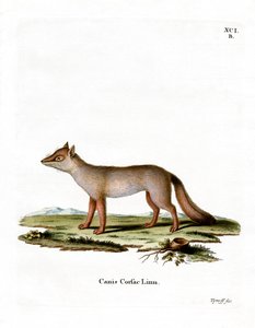 Corsac Fox (farget gravering) av German School