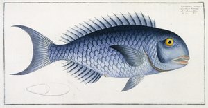 Coryphaena Coerulea av German School