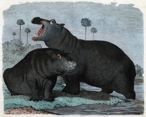 Couple of Hippotamus. In “” Wenn Jemand eine Reise thut, so kann er was erzahlen”” (When someone travels, this is what he can tell), German tale by Franz Wiedemann av German School