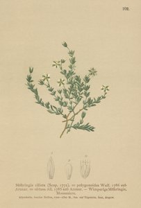 Krypende sandurt (Moehringia ciliata, Moehringia polygonoides, Arenaria obtusa) av German School