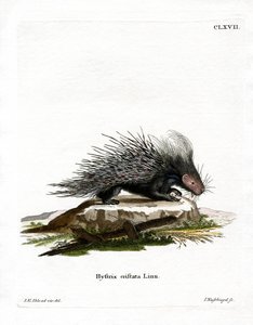 Crested Porcupine (farget gravering) av German School