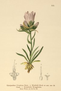 Kroatisk gressklokke (Edrajanthus Croaticus, Edraianthus croaticus, Edraianthus Kitaibellii, Edraianthus graminifolius, Edraianthus albanicus, Wahlenbergia graminifolia) av German School