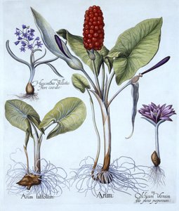 Cuckoo Pint, Spring Meadow Saffron, Star Hyacinth, fra Hortus Eystettensis, av Basil Besler (1561-1629), pub. 1613 (håndfarget gravering) av German School