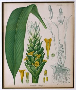 Curcuma longa (gurkemeie) fra Kohlers Medicinal Plants av Franz Eugen Kohler av German School