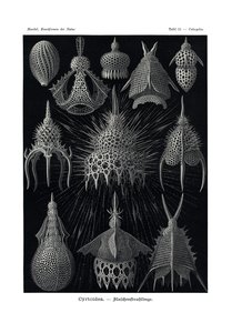 Cyrtoidea, 1899-1904 av German School