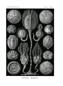 Cystoidea, 1899-1904 av German School