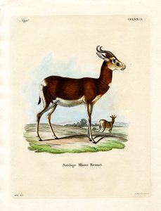 Dama Gazelle (farget gravering) av German School