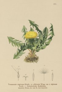 Løvetann (Taraxacum nigricans, Taraxacum officinale var. Alpinum) av German School