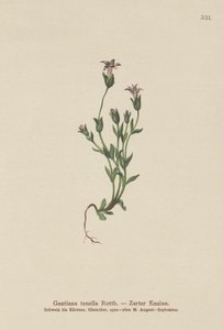 Dansk dverggentian (Gentiana tenella, Gentianella tenella, Comastoma tenellum) av German School