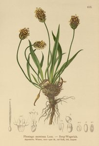 Mørk groblad (Plantago atrata, Plantago montana) av German School