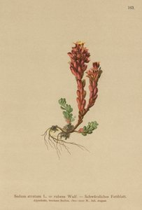 Mørk steinurt (Sedum atratum, Sedum rubens) av German School