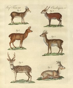 Hjorter og renner av German School