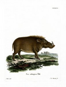Desert Warthog (farget gravering) av German School