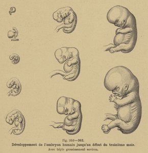 Utvikling av det menneskelige embryoet i de første tre månedene av svangerskapet av German School