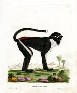 Diana Monkey (farget gravering) av German School