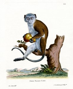 Diana Monkey (farget gravering) av German School