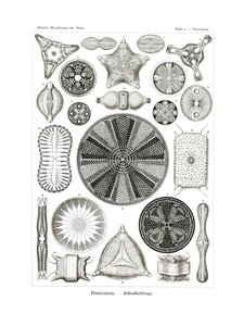 Diatomea, 1899-1904 av German School