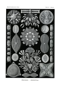 Diatomea, 1899-1904 av German School