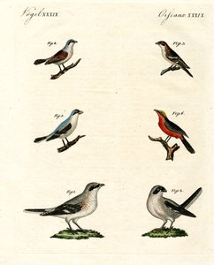 Ulike typer shrikes av German School