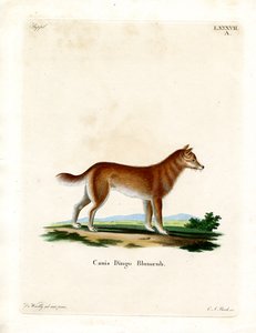 Dingo (farget gravering) av German School