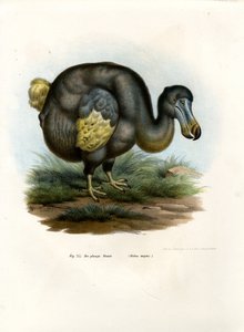 Dodo, 1864 av German School