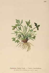 Dolomitt milturt (Asplenium Seelosii) av German School