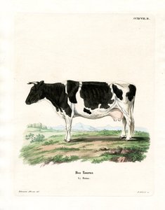 Tamfe (farget gravering) av German School