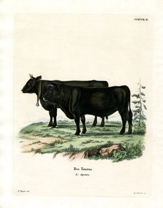 Tamfe (farget gravering) av German School