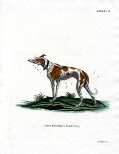 Tamhund (farget gravering) av German School