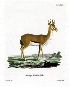 Dorcas Gazelle (farget gravering) av German School