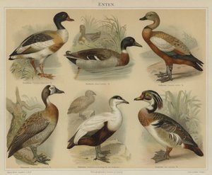 Ender (farge litho) av German School