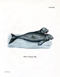 Dugong (farget gravering) av German School