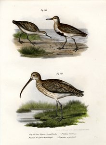Dunlin, 1864 av German School