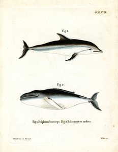Dusky Dolphin (farget gravering) av German School