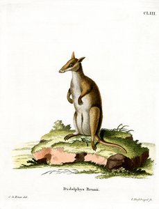 Dusky Wallaby (farget gravering) av German School