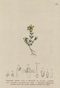 Dvergøyentrøst (Euphrasia minima, Euphrasia officinalis, Euphrasia pratensis var. nemorosa) av German School