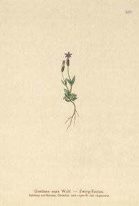 Dverggentian (Gentiana nana, Gentianella nana) av German School