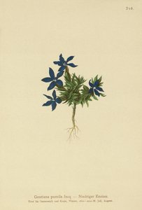 Dverggentian (Gentiana pumila) av German School