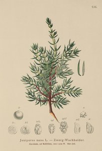 Dvergeebær (Juniperus nana, Juniperus communis subsp. nana, Juniperus communis var. saxatilis) av German School