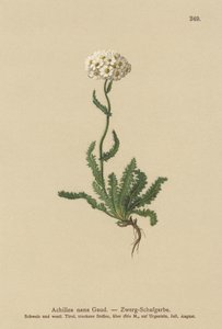 Dvergmilfoil av German School
