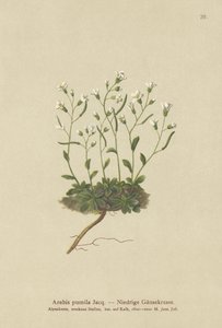 Dvergfjellkarse (Arabis pumila) av German School